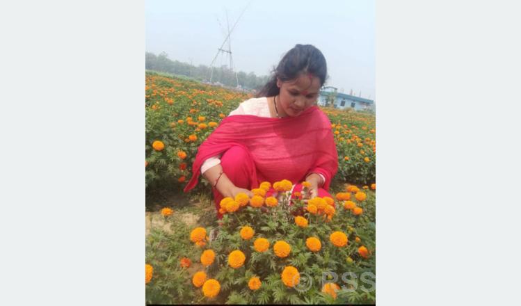 फूलखेतीबाट आत्मनिर्भरसँगै आम्दानी गर्दै धनगढीकी सुशीला